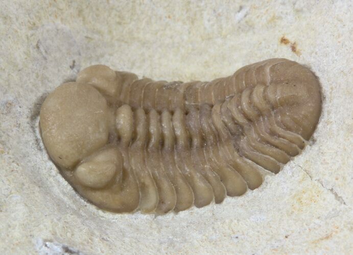 Cute, Kainops Trilobite - Black Cat Mountain, Oklahoma #56249